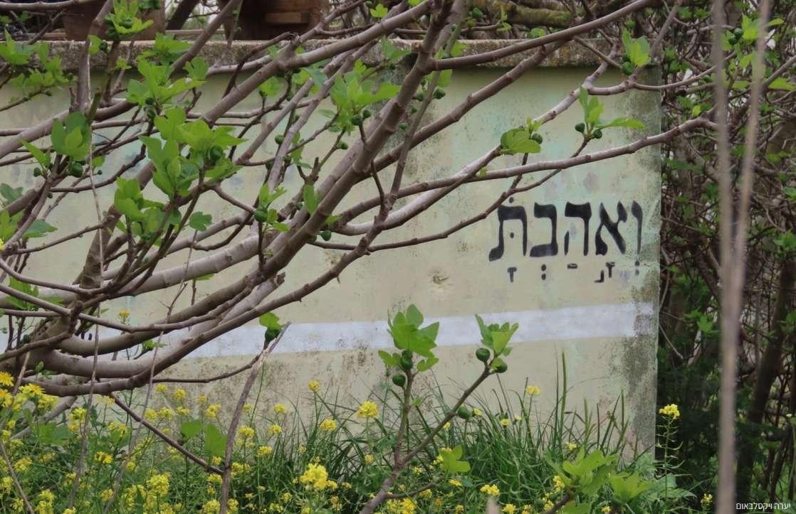 צילום: יערה ויקסלבאום שטהל