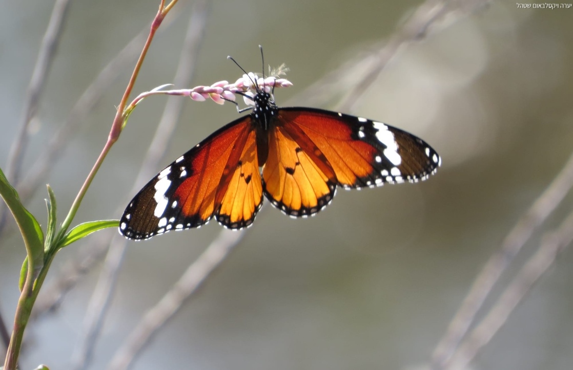צילום: יערה ויקסלבאום שטהל