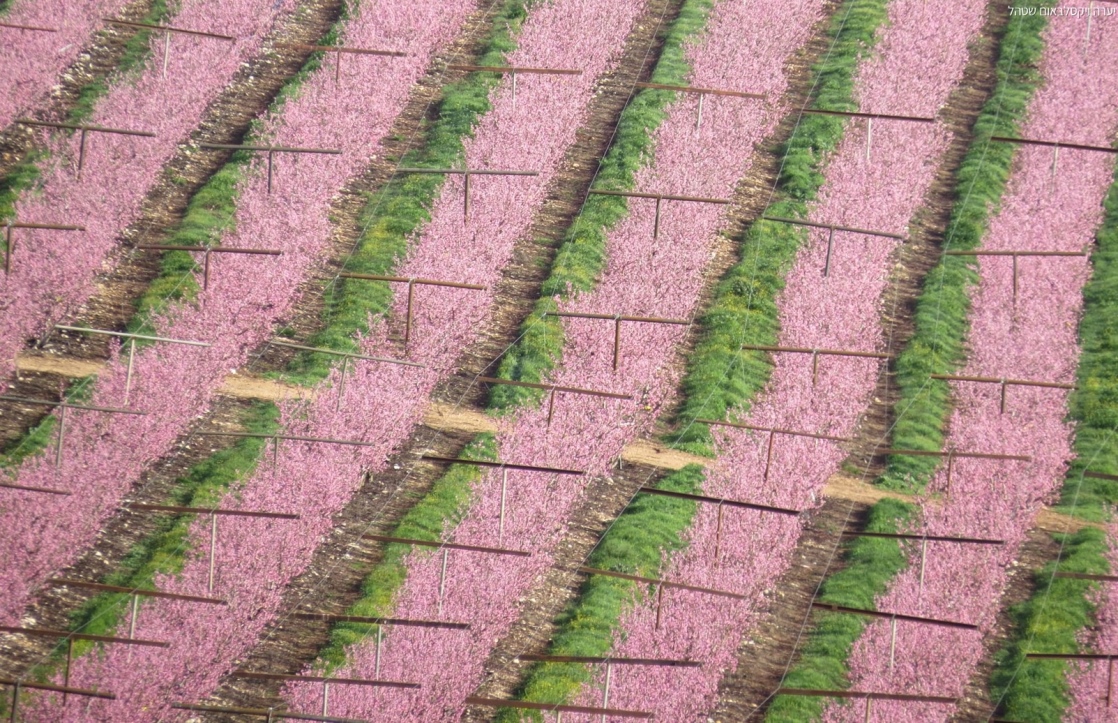 צילום: יערה ויקסלבאום שטהל