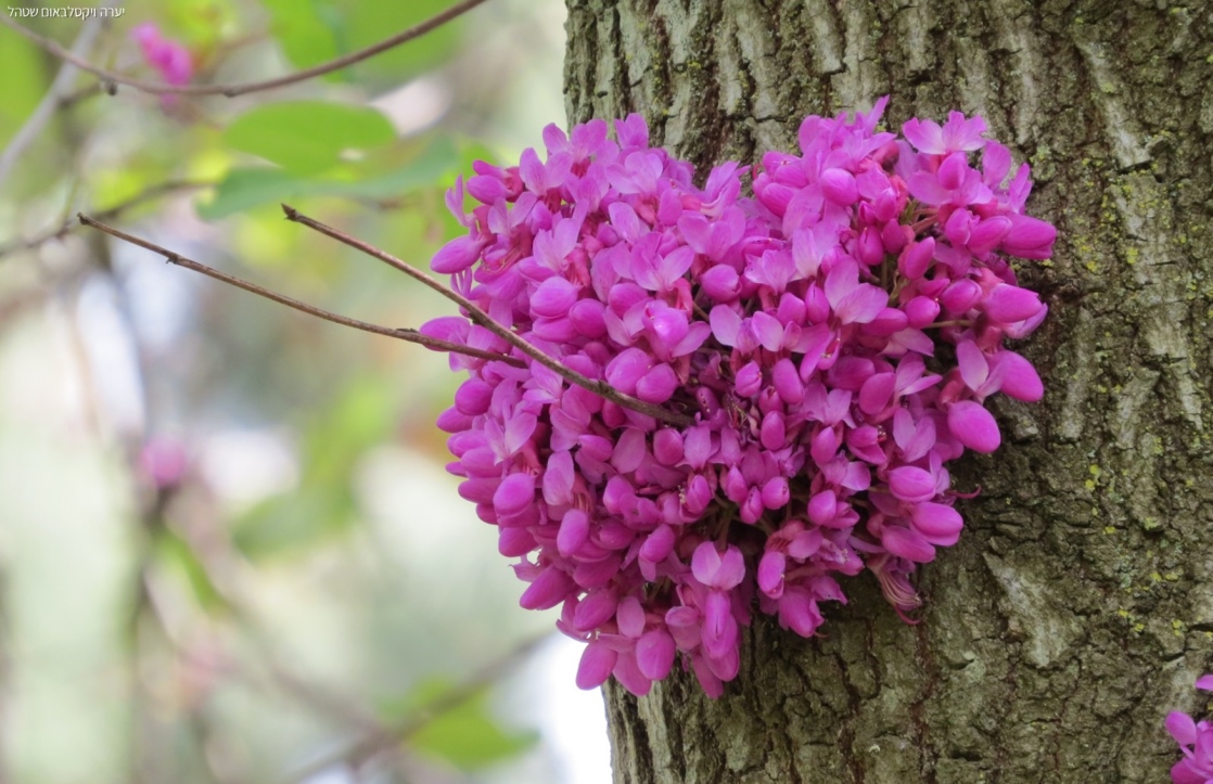 צילום: יערה ויקסלבאום שטהל