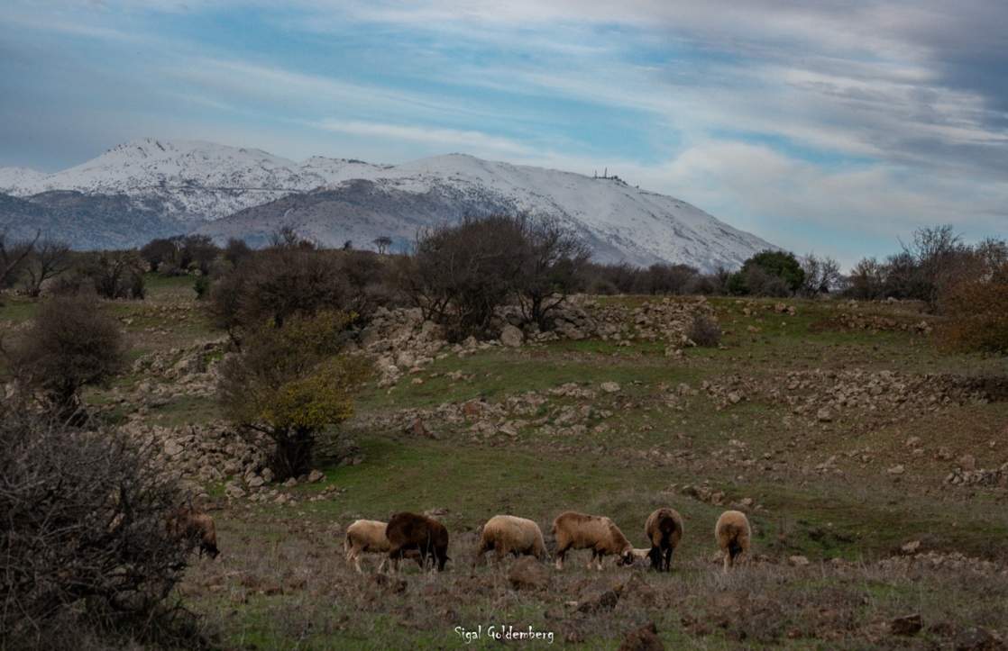 החרמון הסורי 2025. סיגל גולדמברג