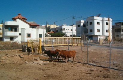 פיקוויקי
